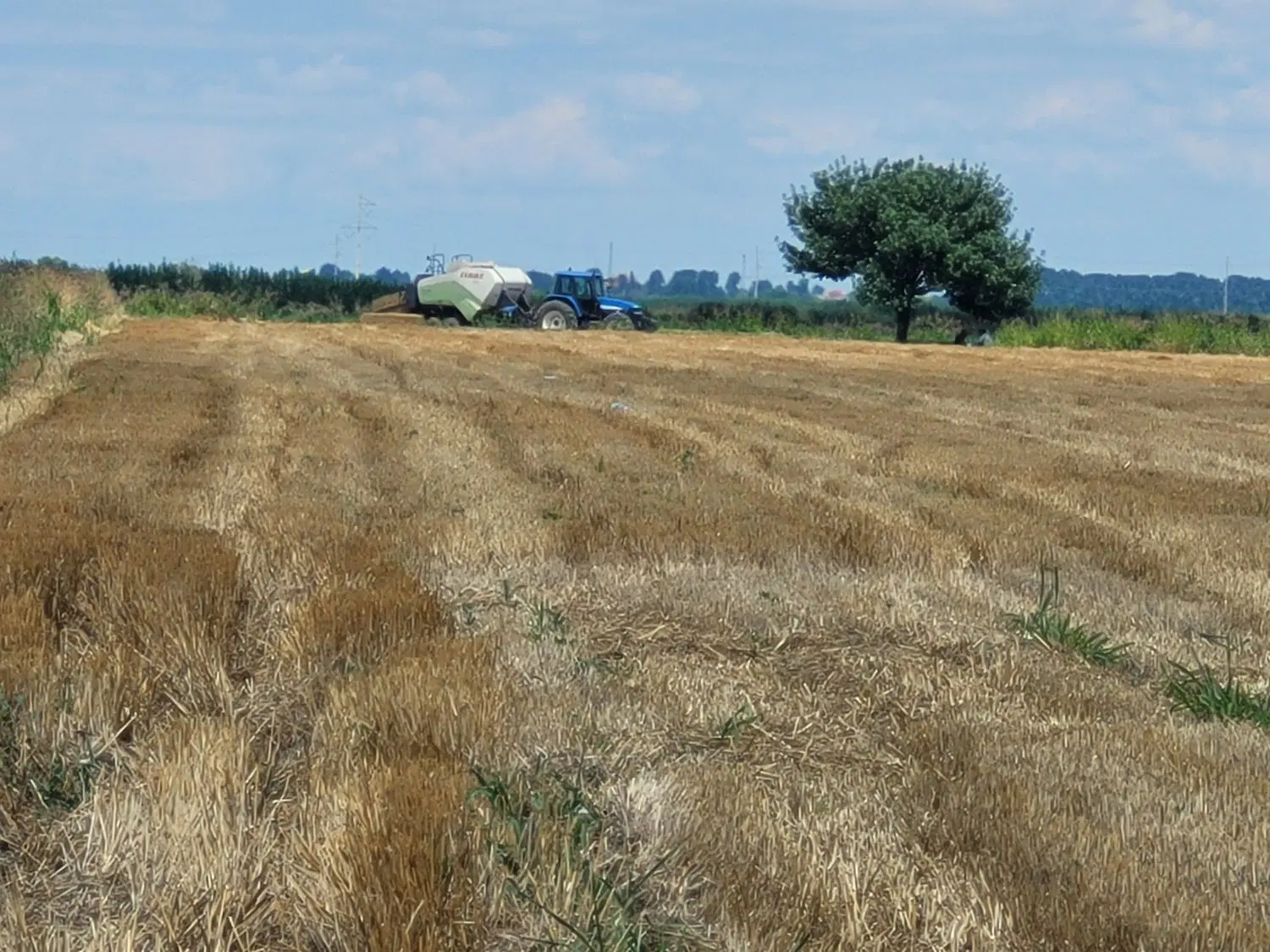 اجاره زمین گندم به سیر کانال ال دریچه ۴ اجیرلو