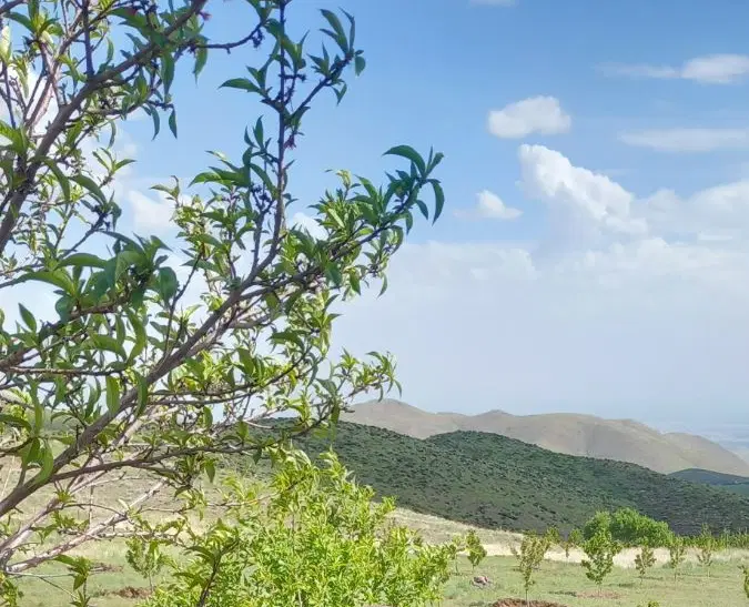 باغ میوه