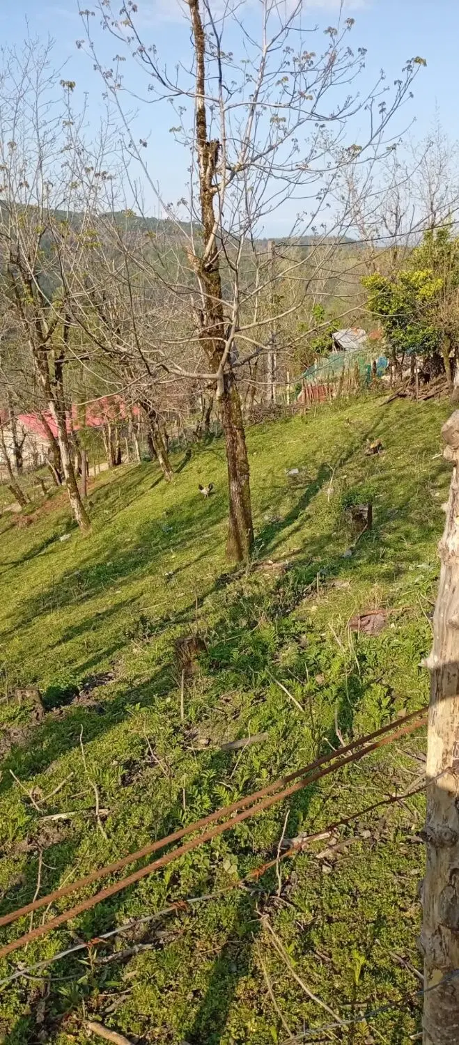 فروش زمین مسکونی ۶۳۰متری استان گیلان