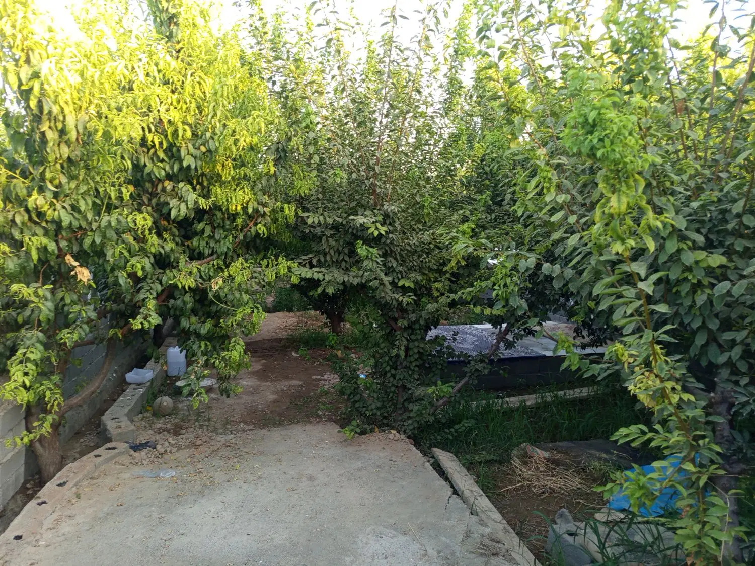 باغچه 400متری خوش نقشه .مسیر کلا اسفالت