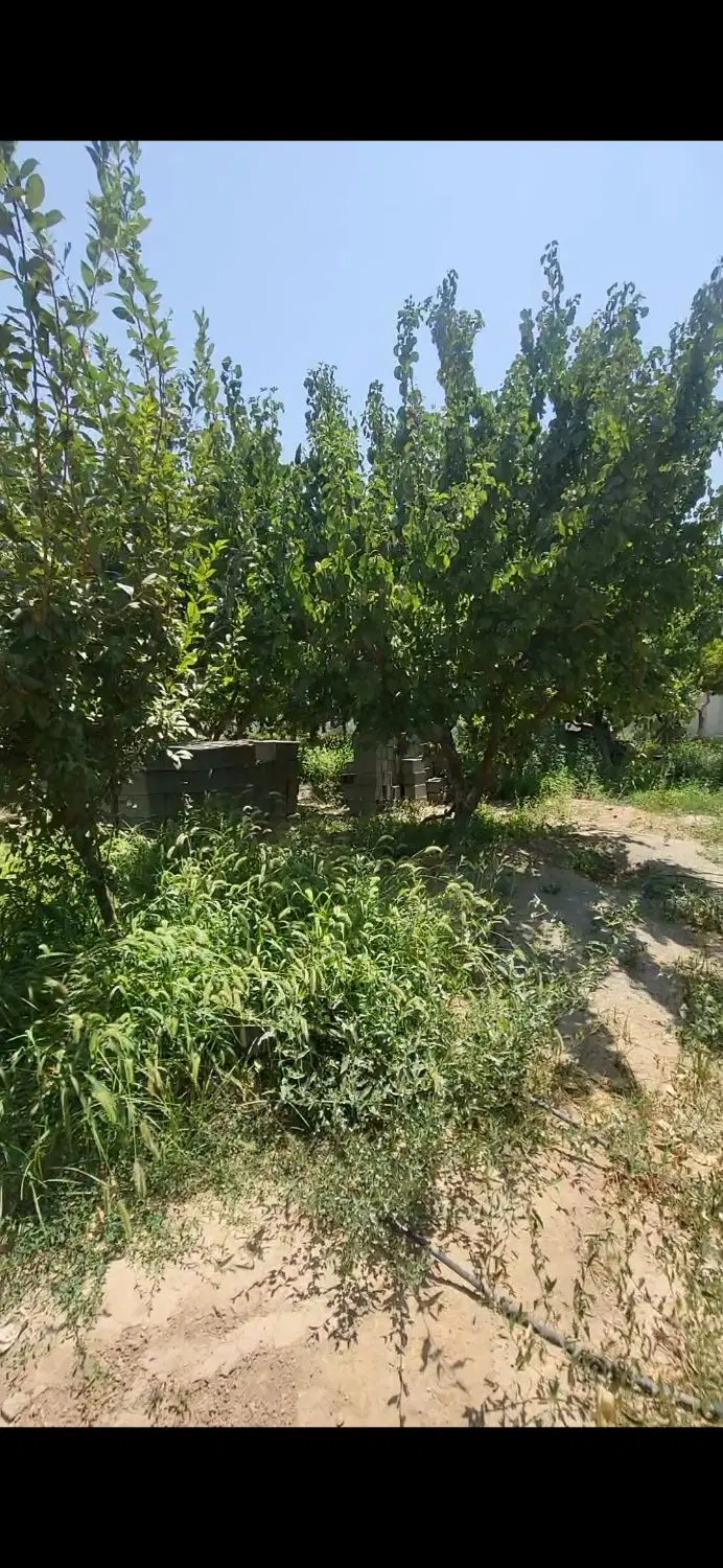 باغ ۵۰۰ متری چهاردیواری با درخت ۸ ساله
