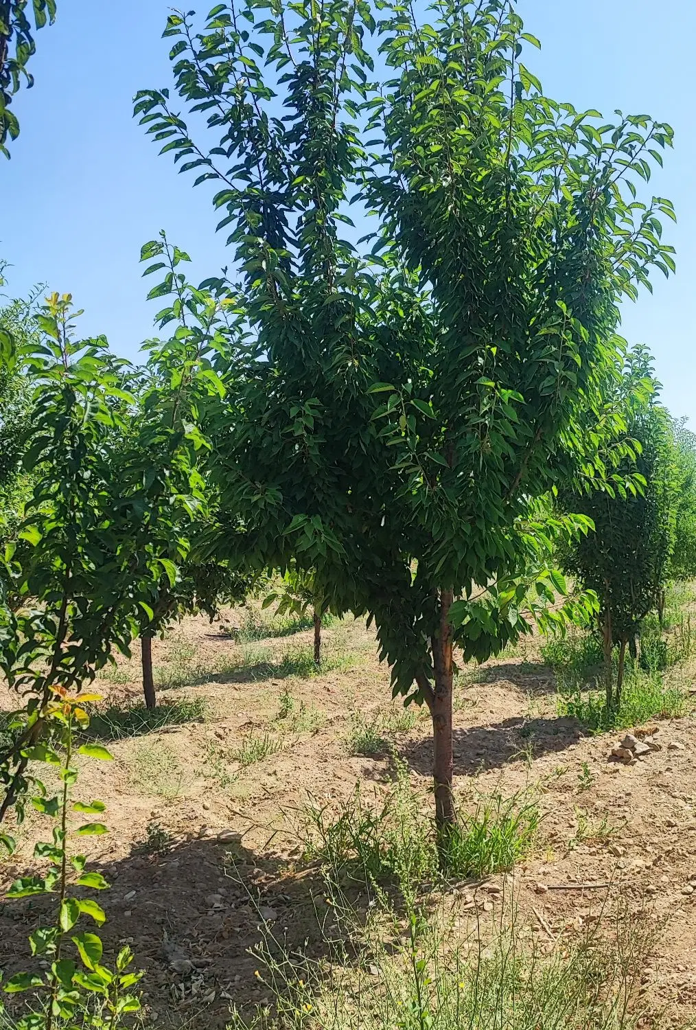 باغ به متراژ۱۷۵۰متر نزدیک شهر