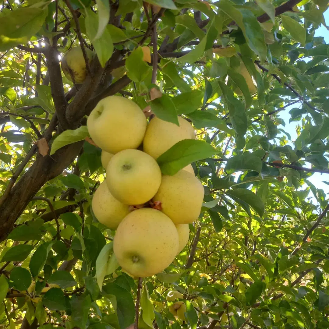 اجاره باغ سیب