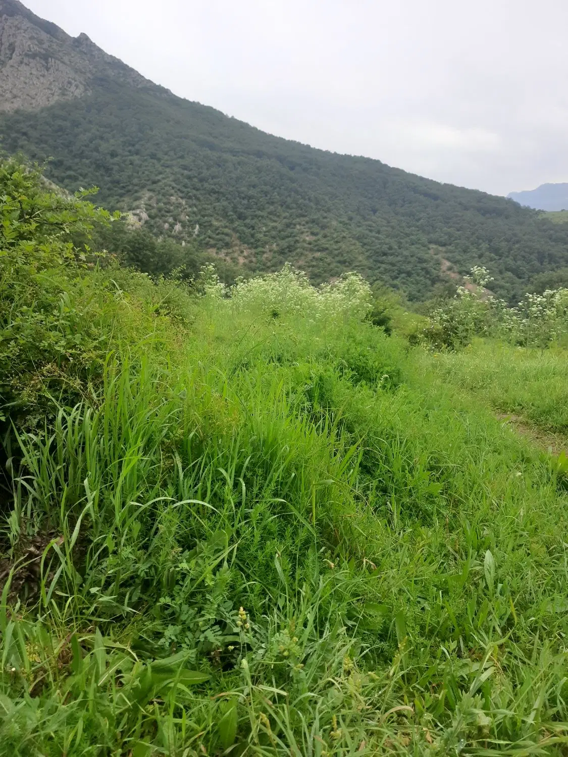 فروش زمین روستای چهاربرج اسفراین