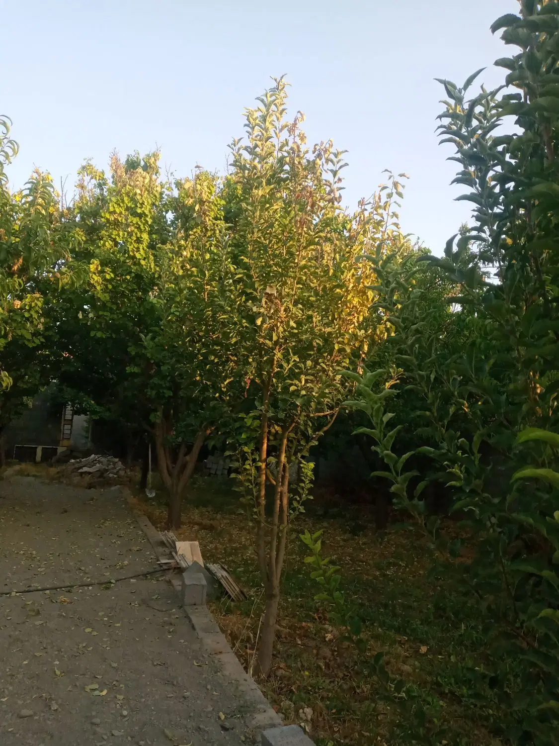 معاوضه با آپارتمان