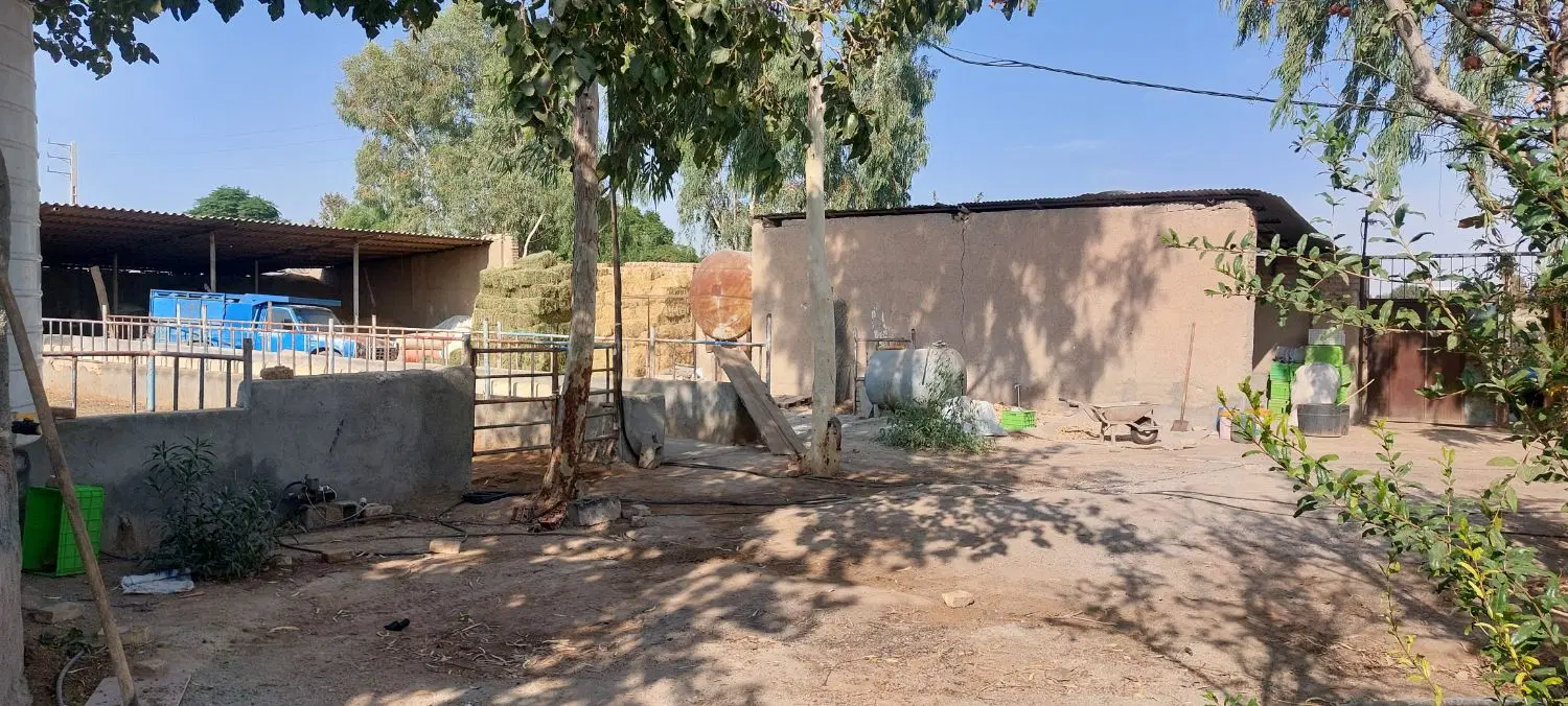 دامداری