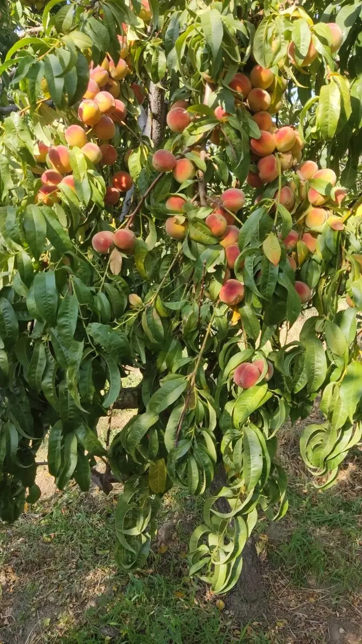 زمین ویلایی بهترین لوکیشن