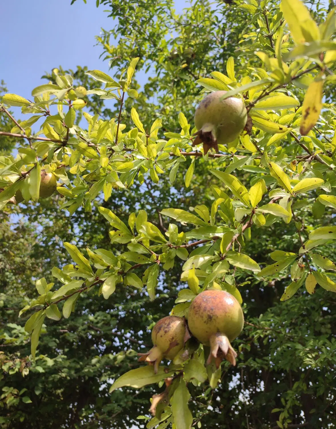 فروش زمین هکتاری