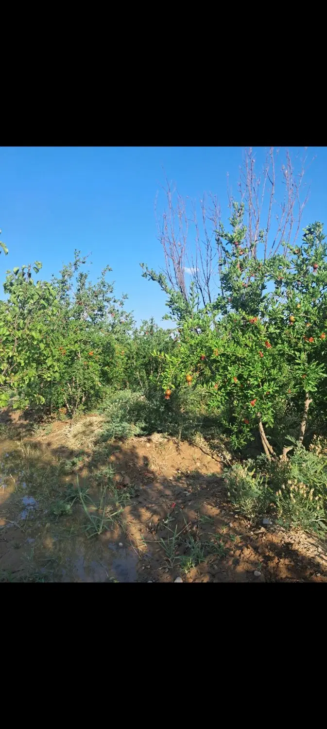 باغ انار ۴دیواری ساوه
