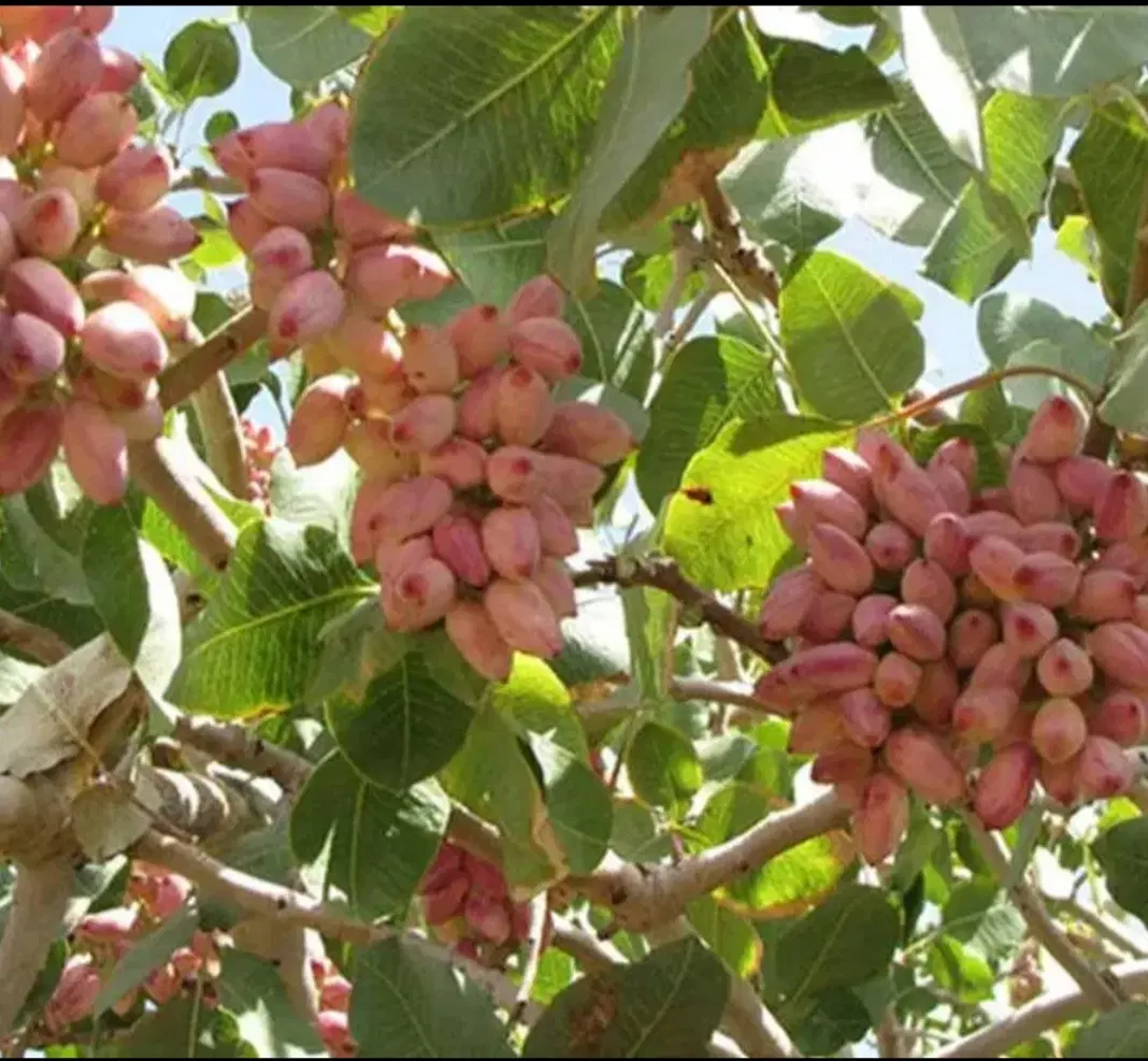 زمین پسته