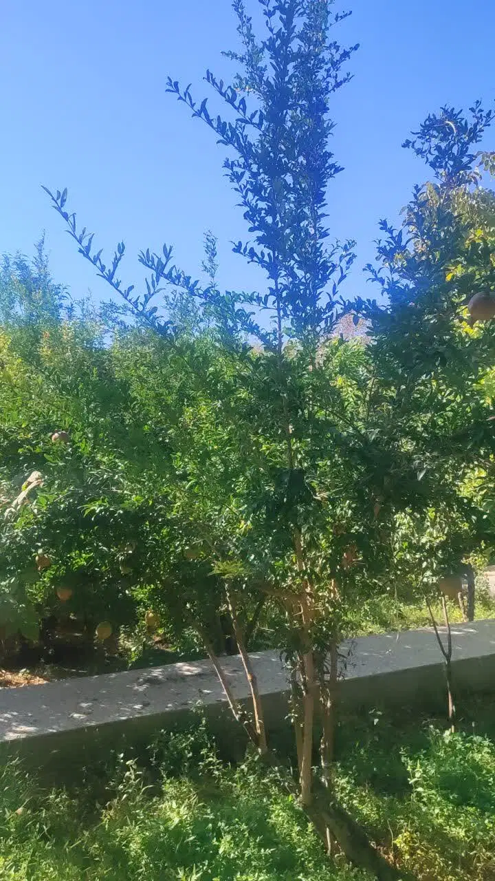 خانه باغ مهریز یزد