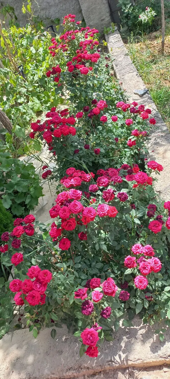 باغ