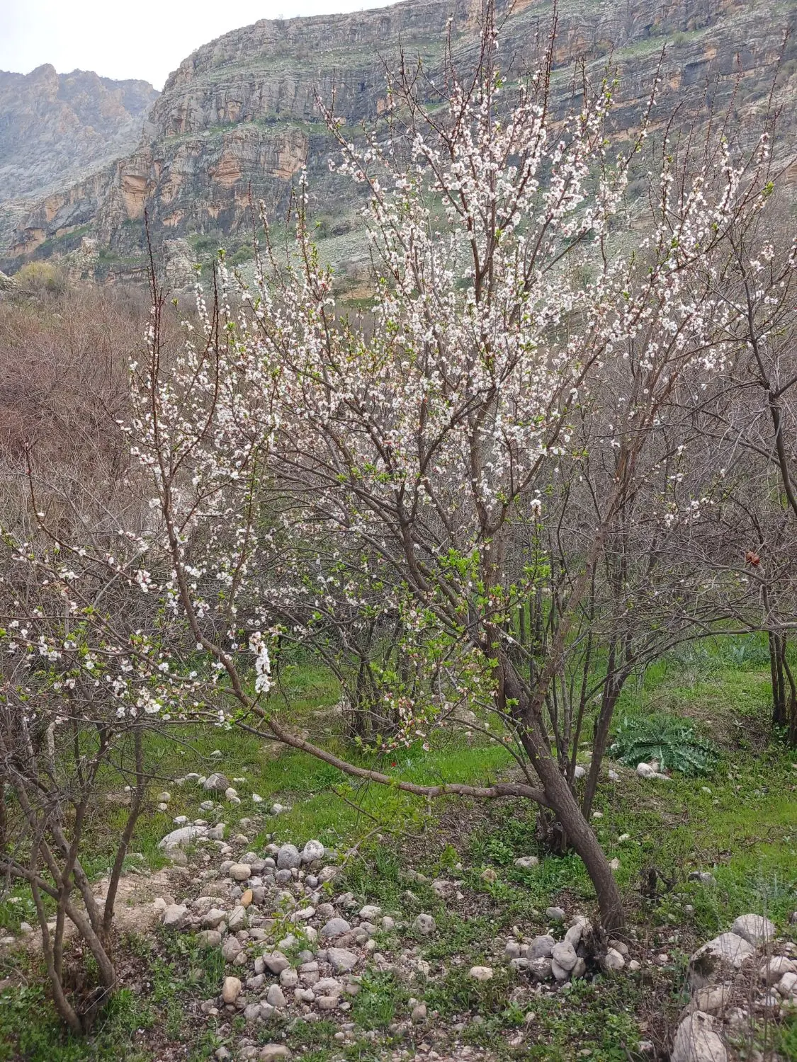 فروش ۲۵۰۰۰ متر زمین کشاورزی