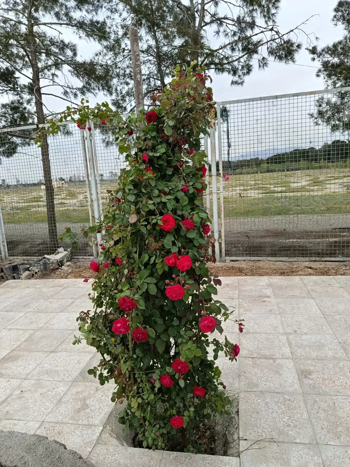 باغ در ترشنبه