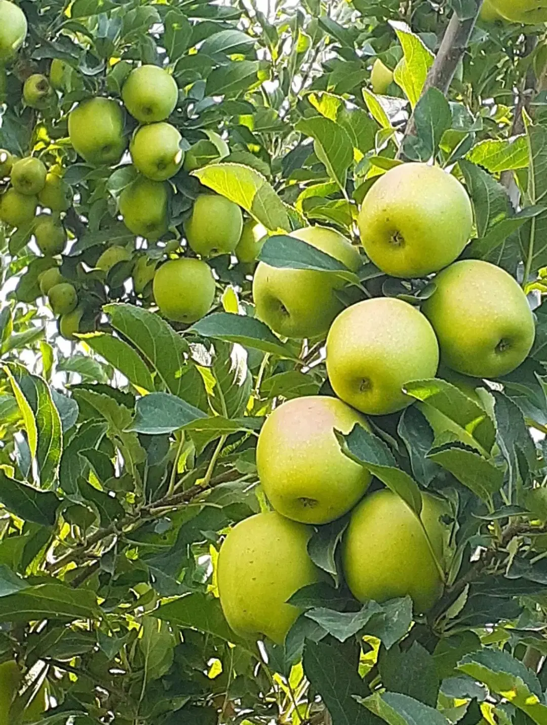 اجاره باغ سیف درجه یک