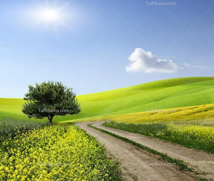 250متر چهار دیواری باغچه