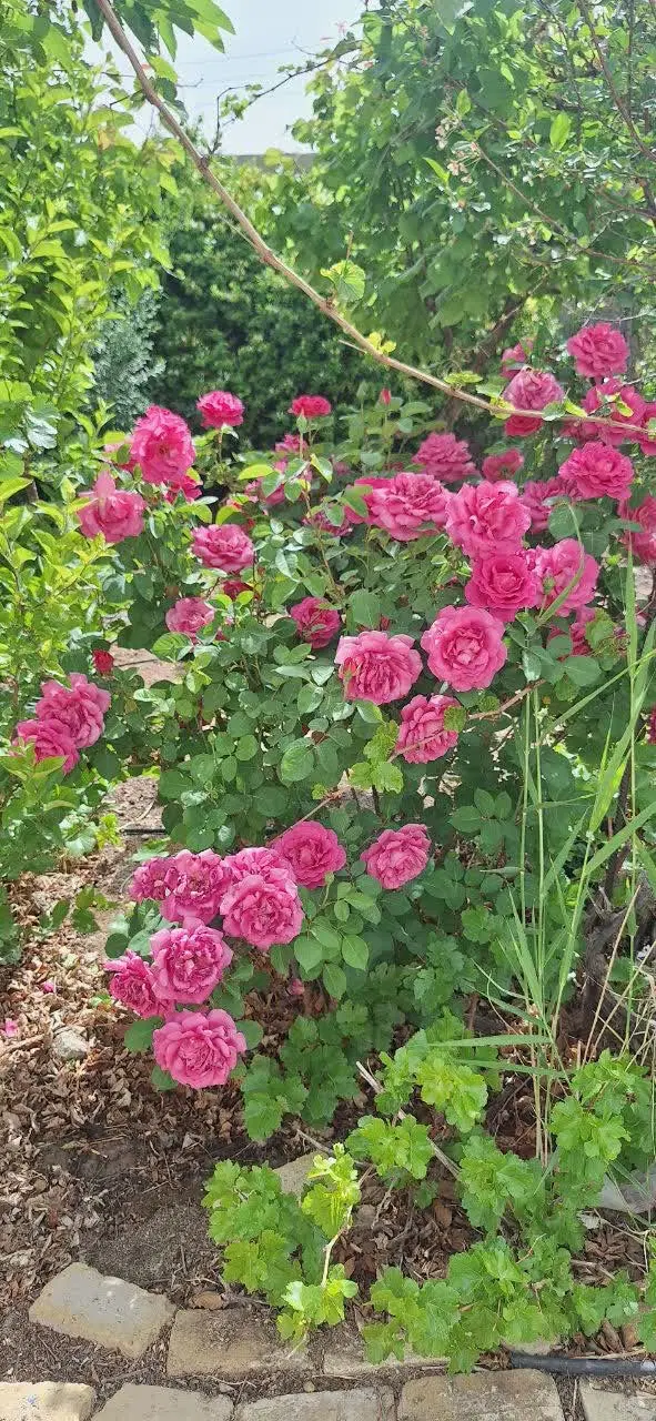 منزل ویلایی .خونه باغ ،سجزی شهرک راه آهن