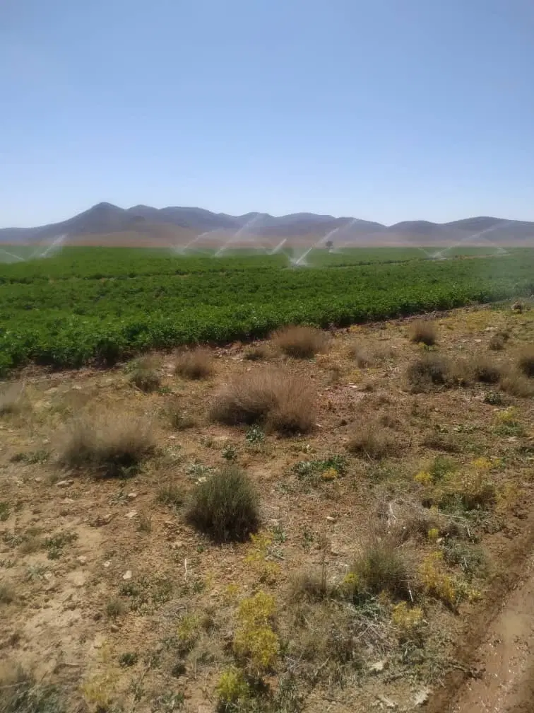 فروش ۳۲ هکتار زمین کشاورزی صفاشهر فارس