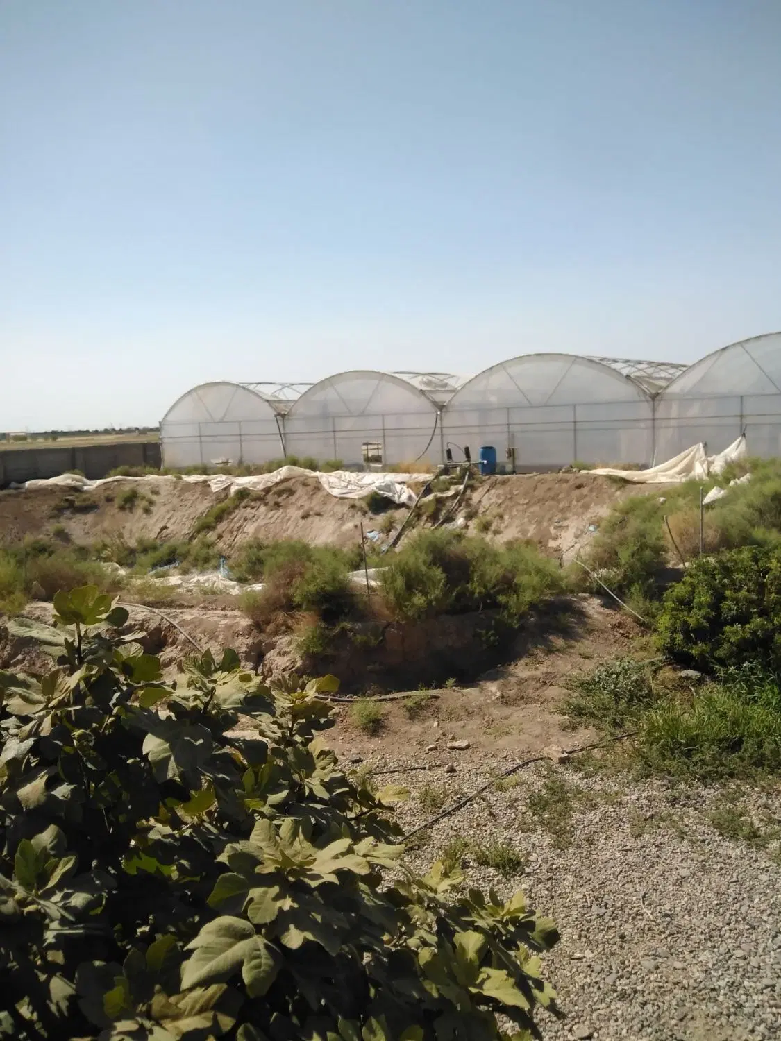 گلخانه و زمین کشاورزی