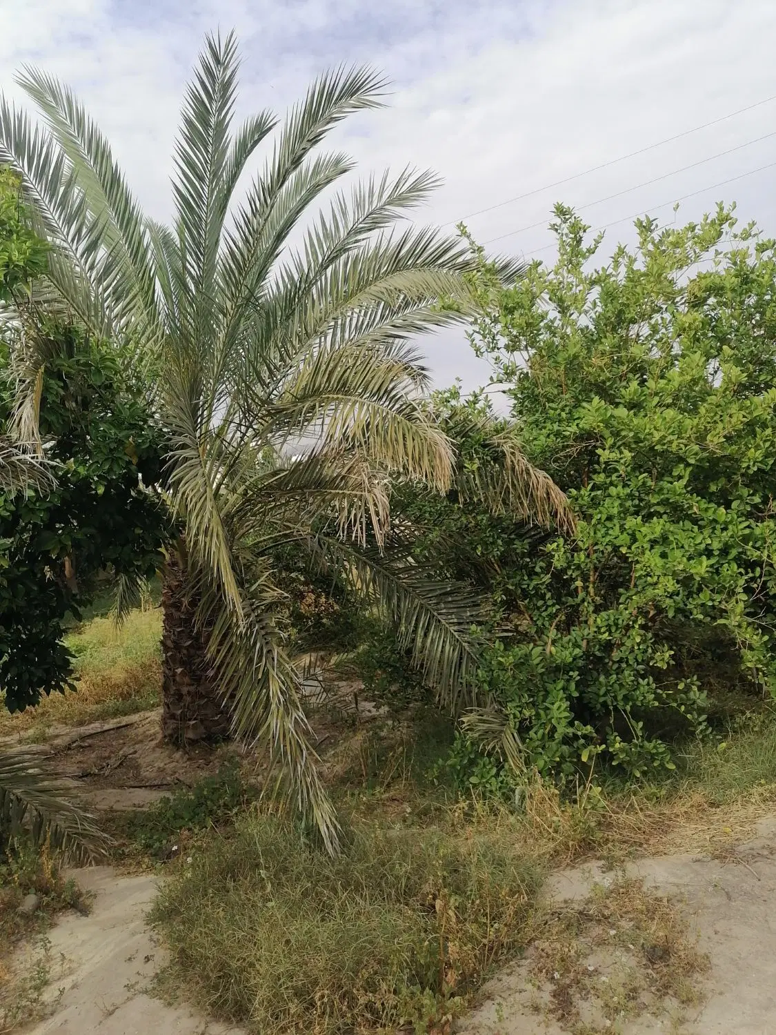 فروش زمین منطقه مسکونی وحدتیه