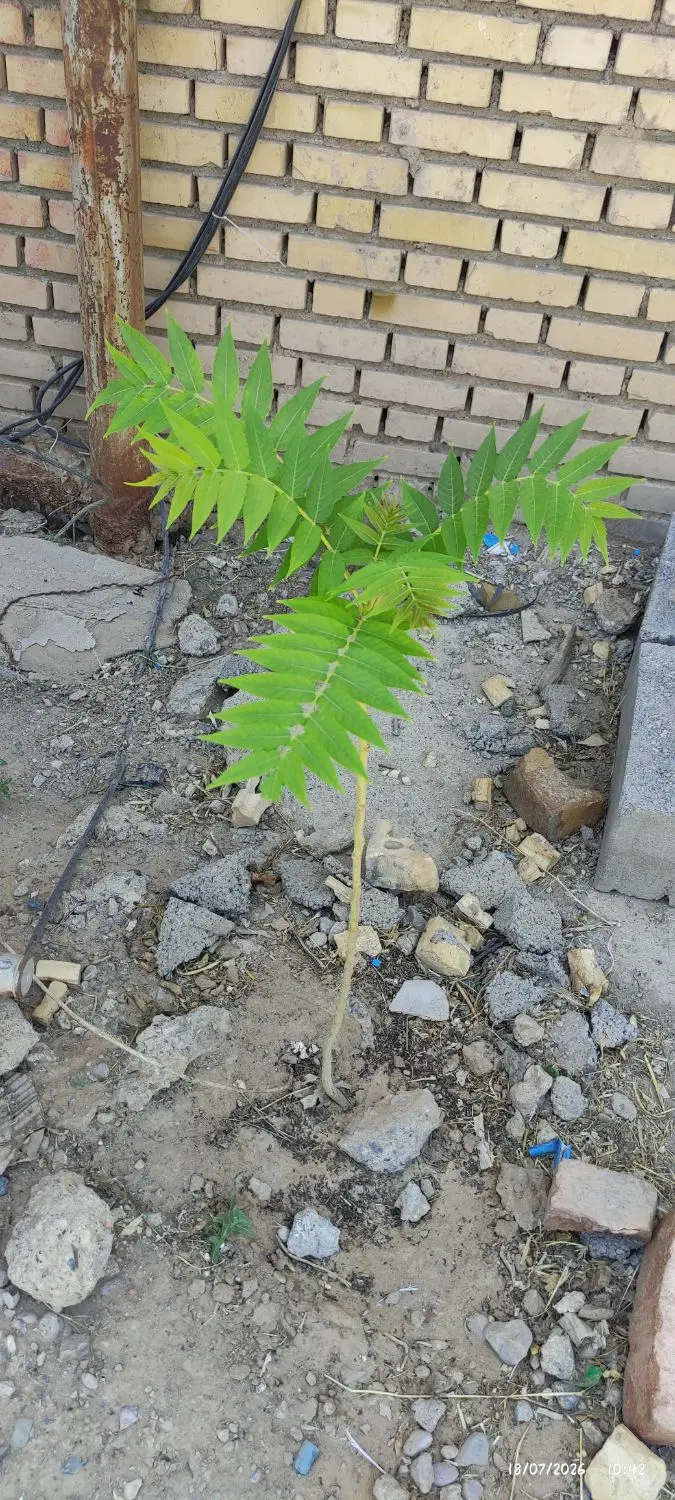 زمین ۱۰۰متری حاشیه پارک