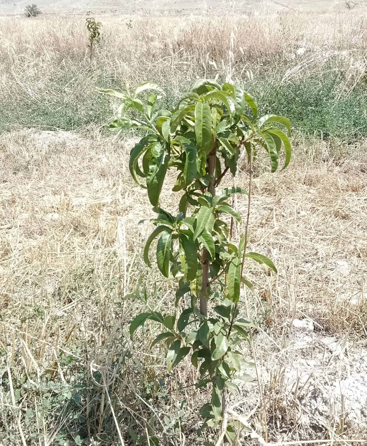 یک قطعه باغ شلیل ردگل  اصل  یک ساله