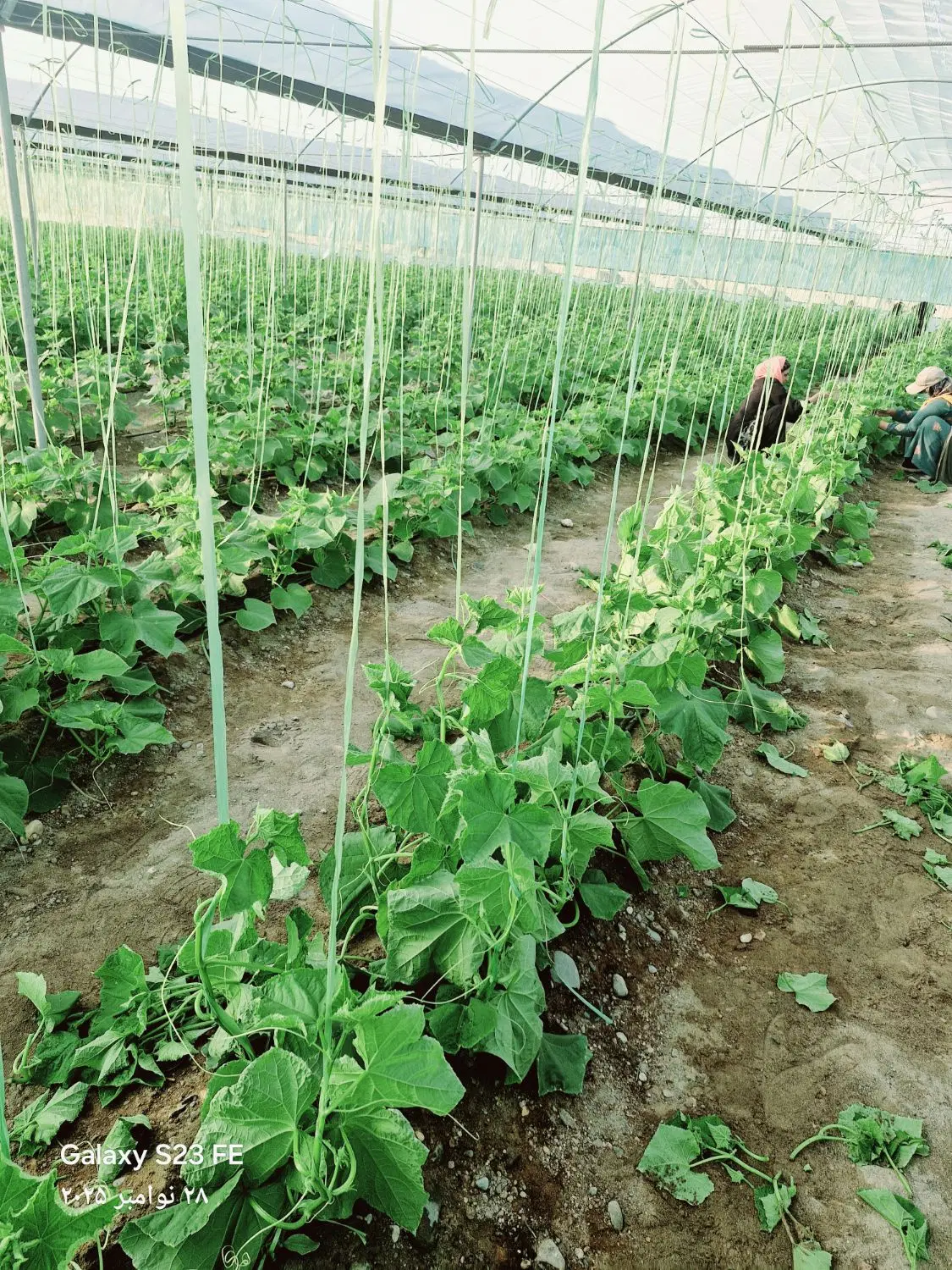 8500مترگلخانه ملک آباده پل دوم هلیل