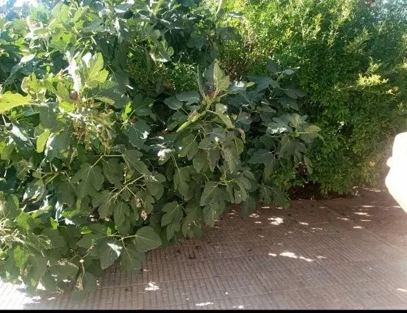 خانه فروشی در کرمان