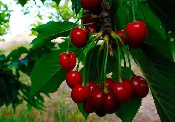 باغ _ زمین  روستای گردشگری هویر