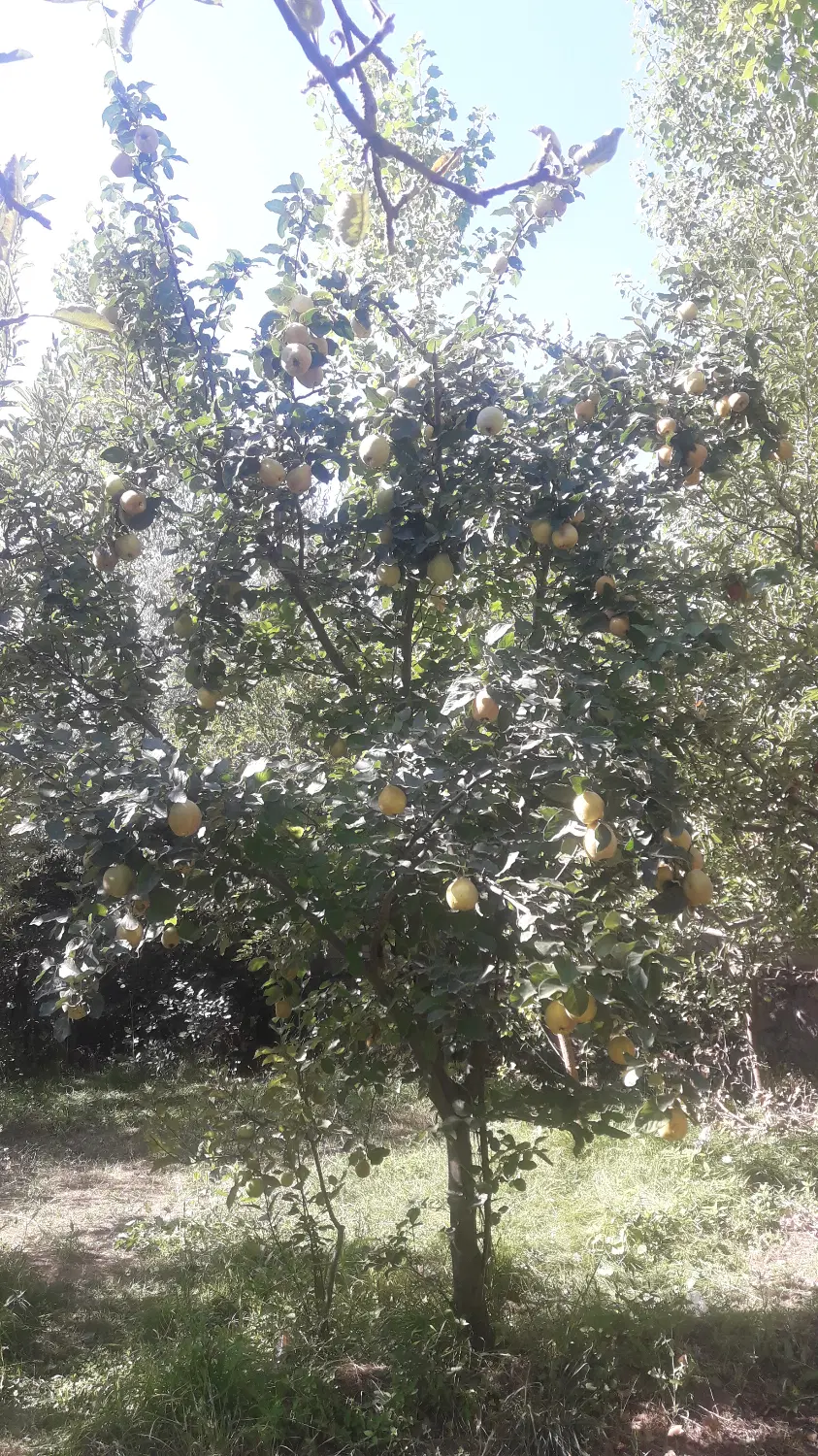 قطعه زمین در جاده بارزیل روبروی cng