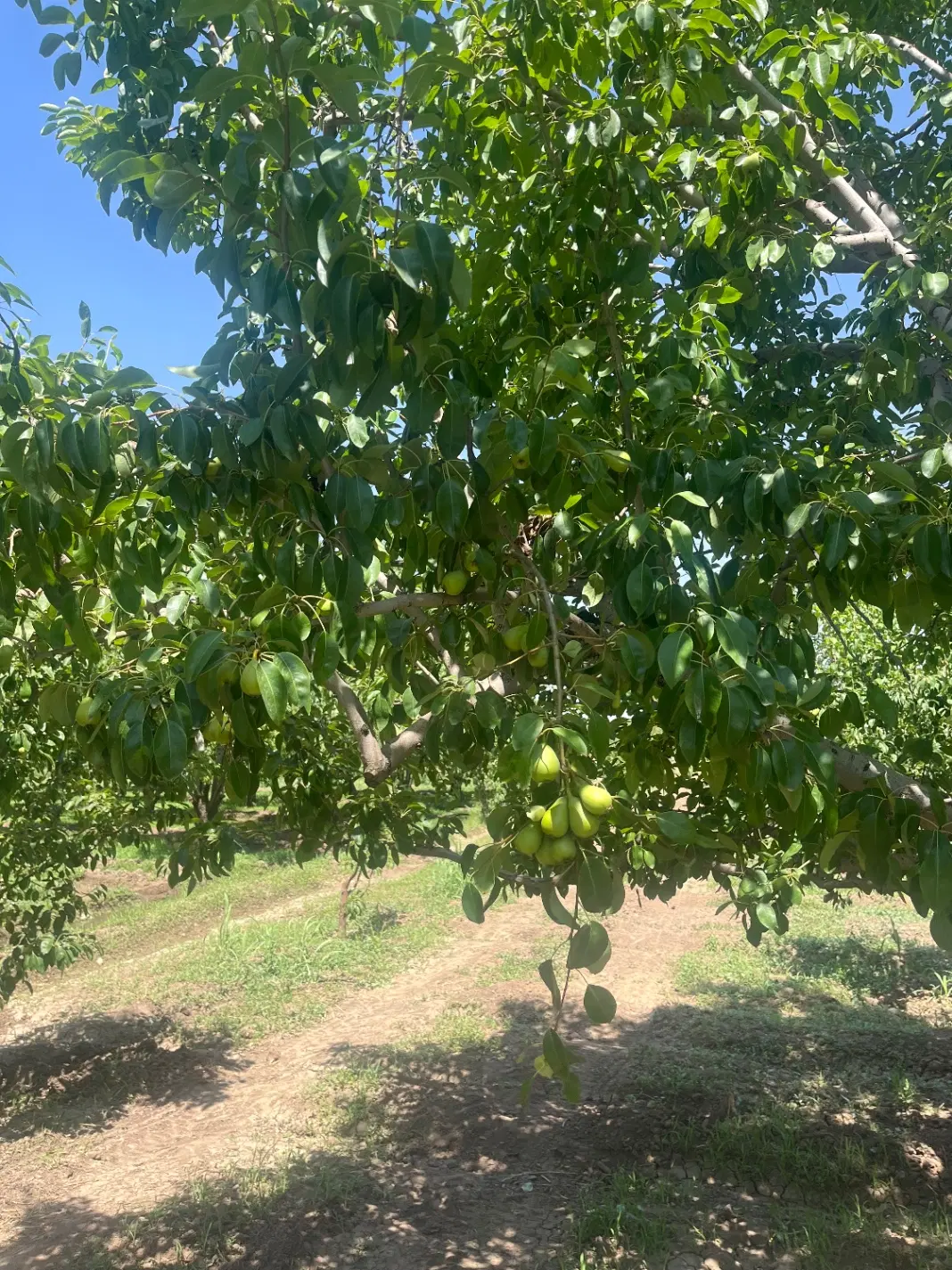 باغ کشاورزی