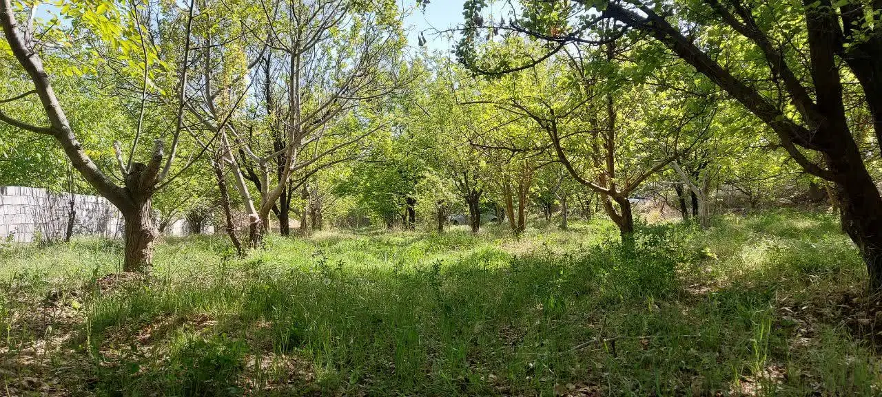 فروش باغ ثمری