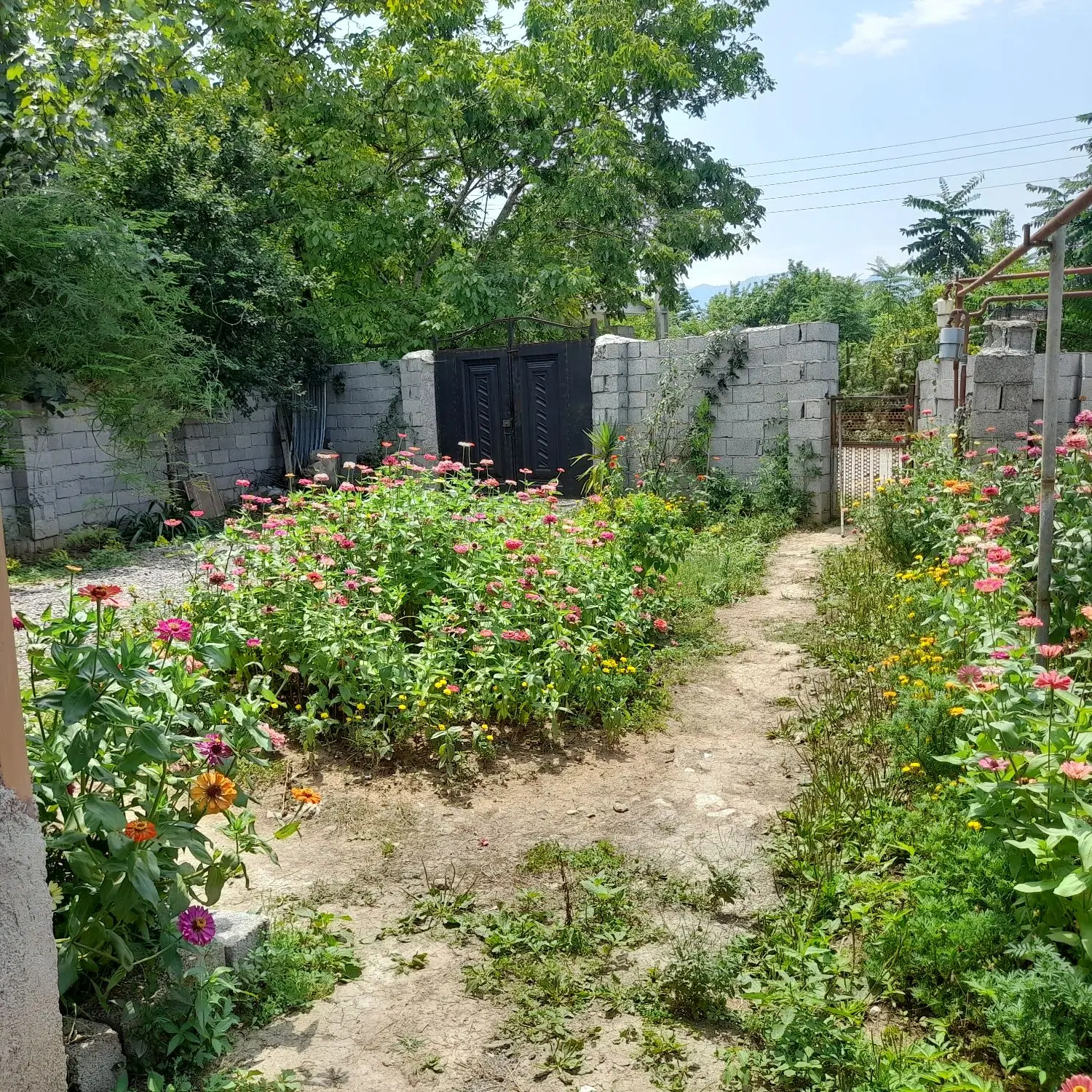 دوخواب. سالیانه