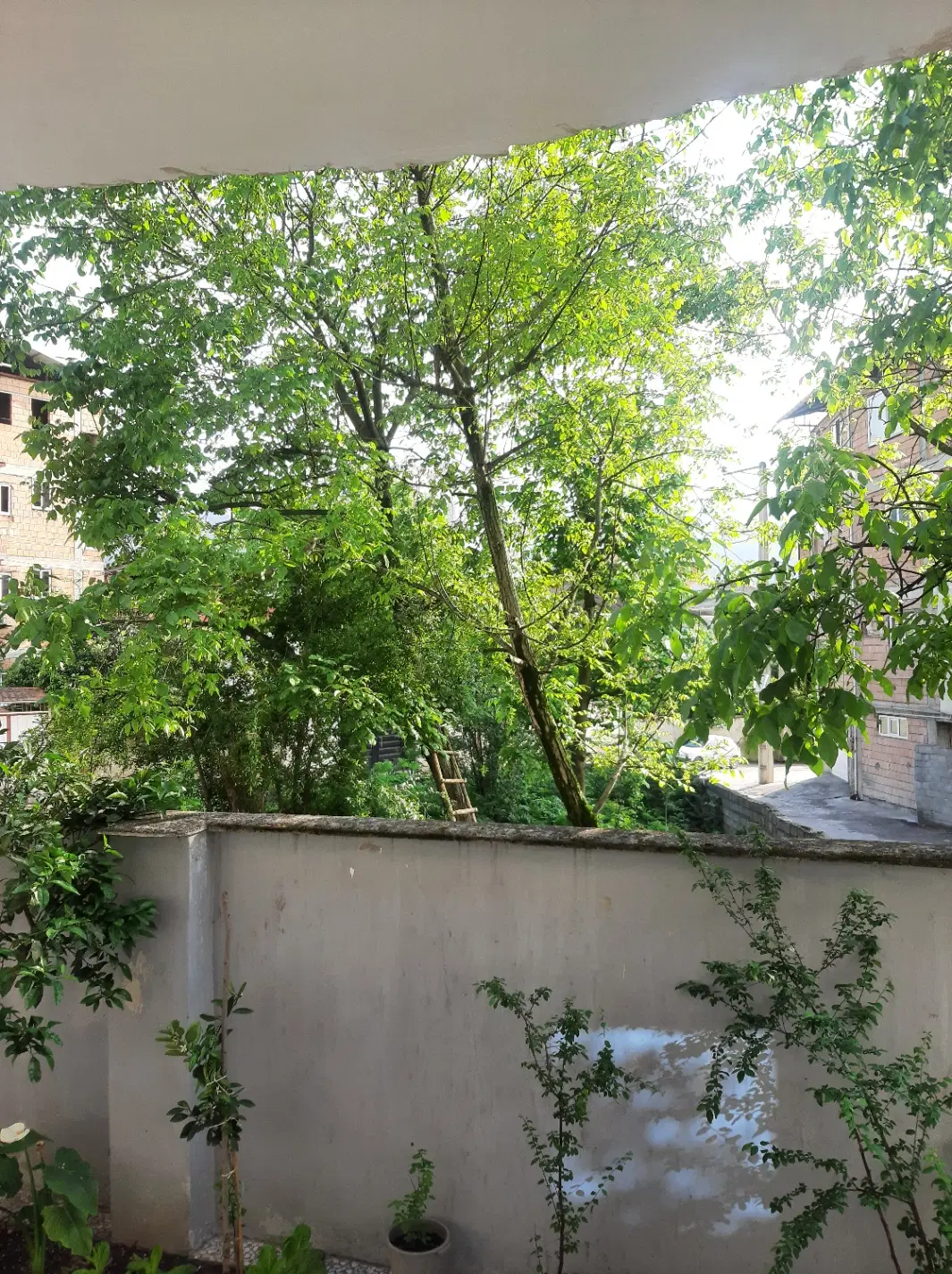 اجاره ویلایی زیراب