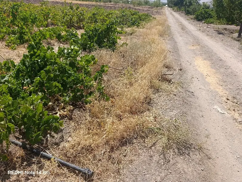 فروش باغ روستای ورچق