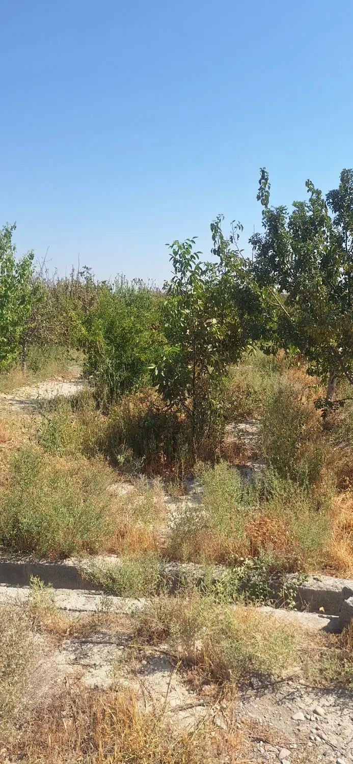 باغچه