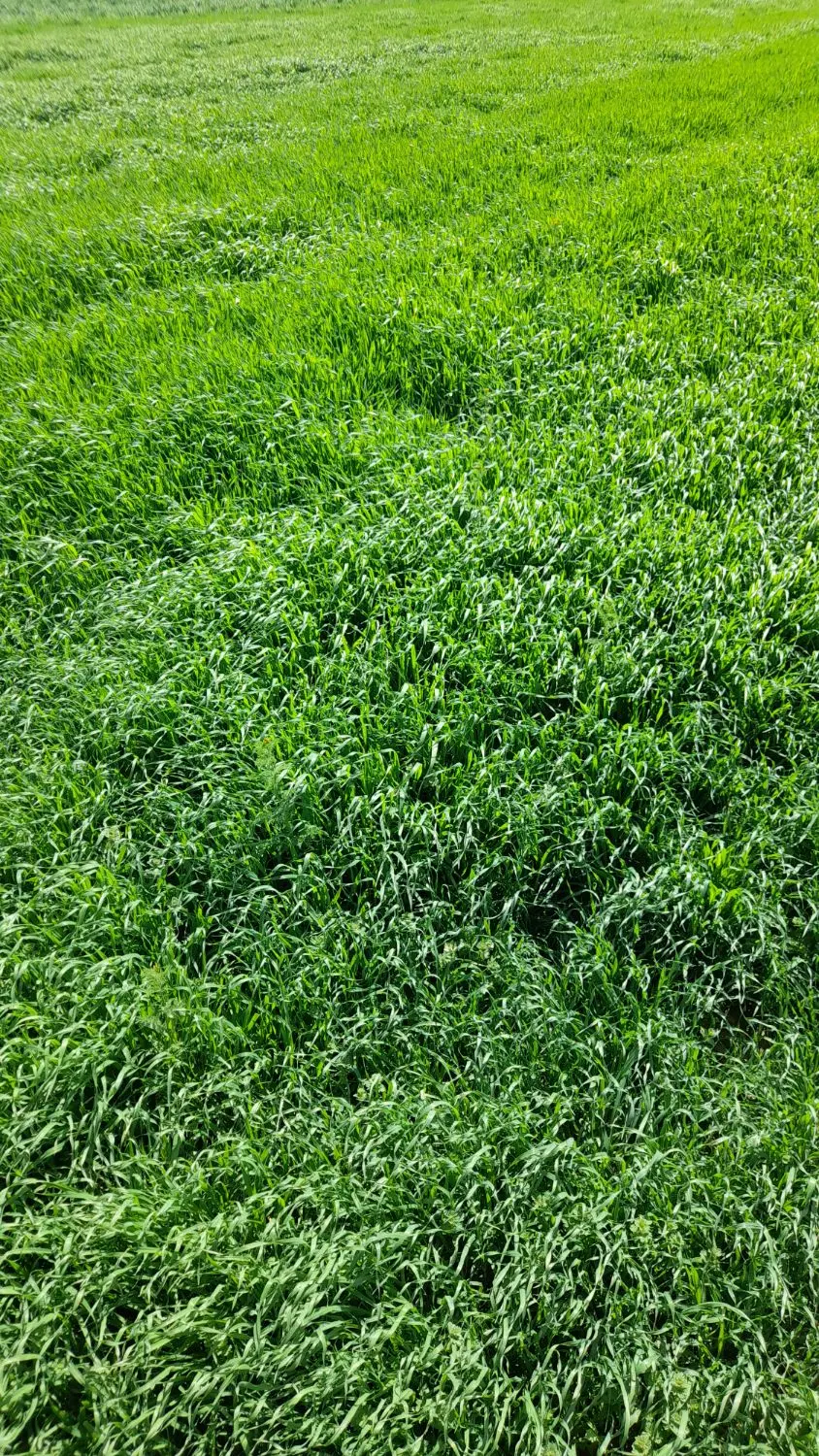 اجاره ۲هکتار زمین برای کاشت سیر قرمز
