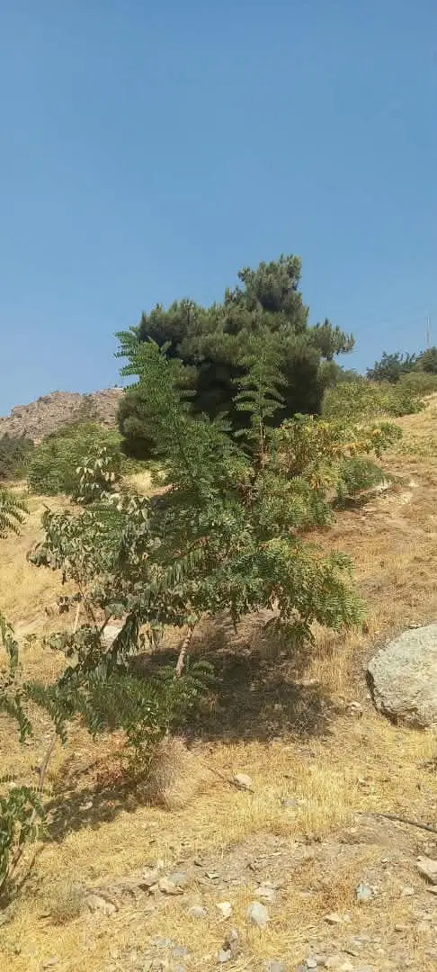 ۱۰۰۰متر زمین داخل مجموعه جماران با جواز