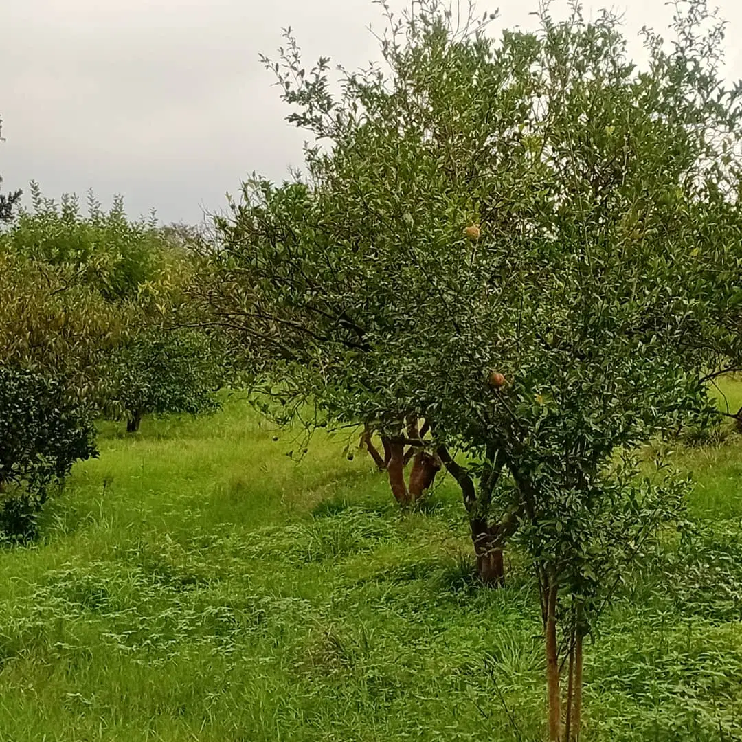 باغ پرتقال نارنگی
