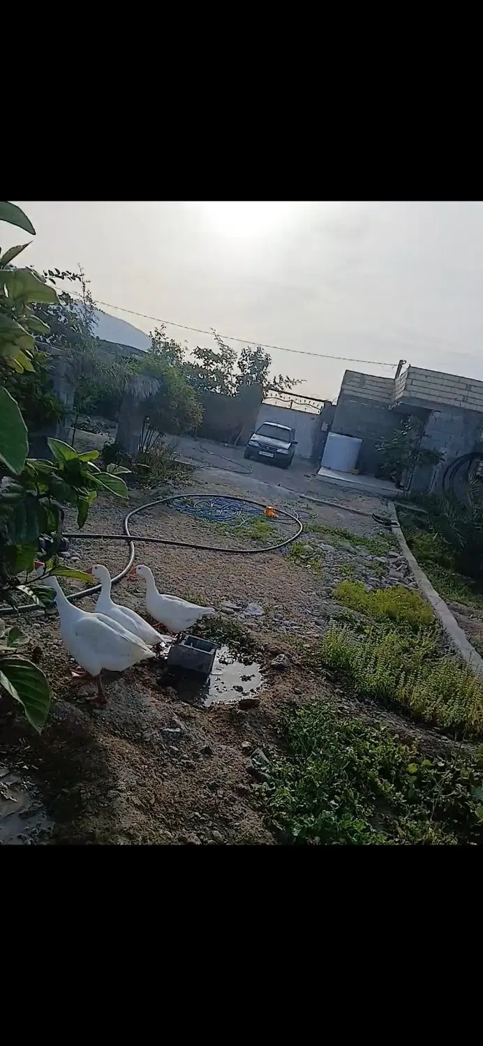 زمین گیشان بخش تخت