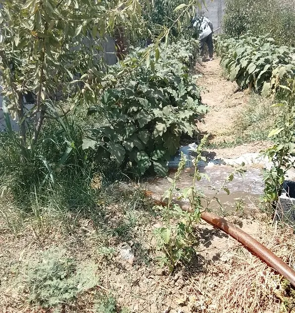 باغچه ۲۵۰ متری