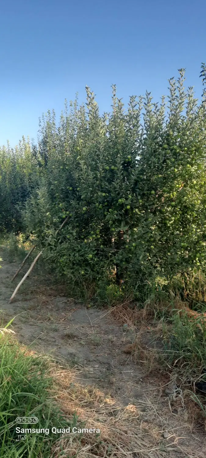 باغ سیب و آلو و هلو با میوه های الوان
