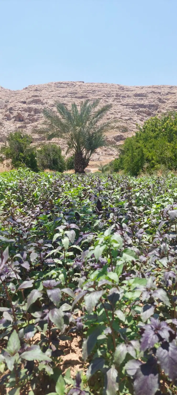 فروش زمین برای باغ شهری