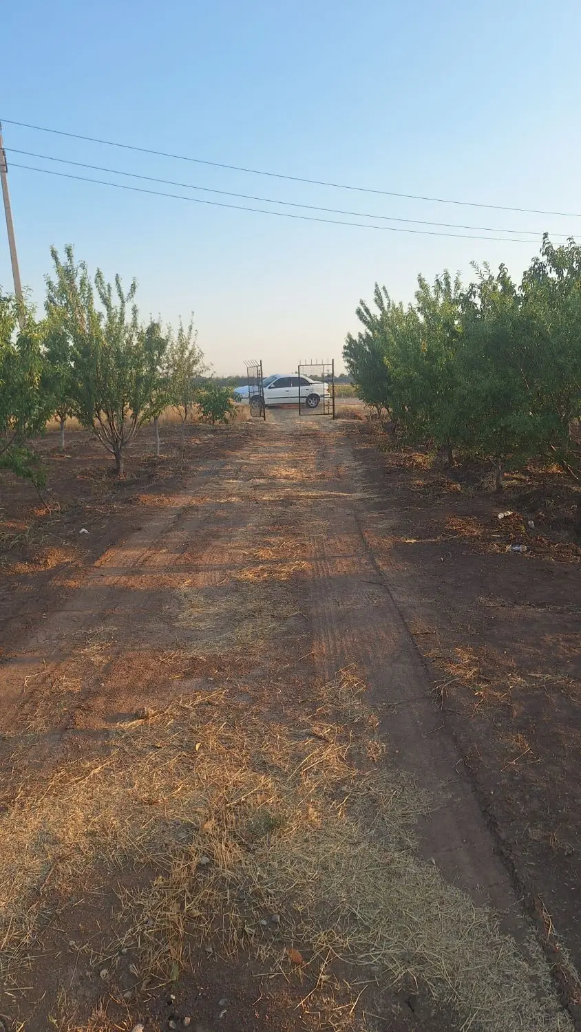 باغ میوه