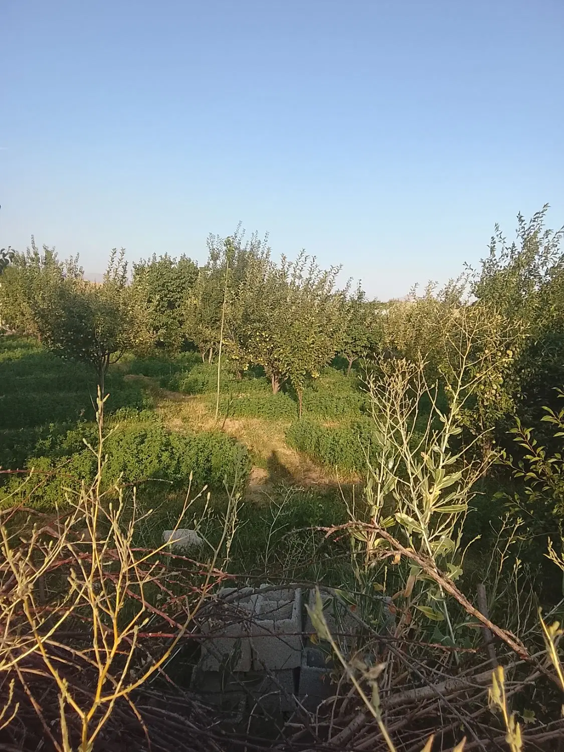 باغ به متراژ ۱۰۰۰متر دارای آب،وبرق در زین آباد