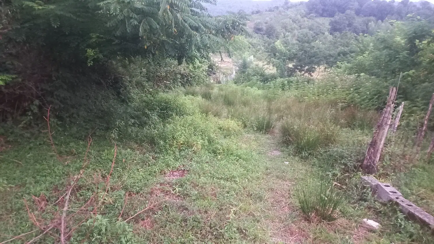 زمین درچوشل روستای کلسرا