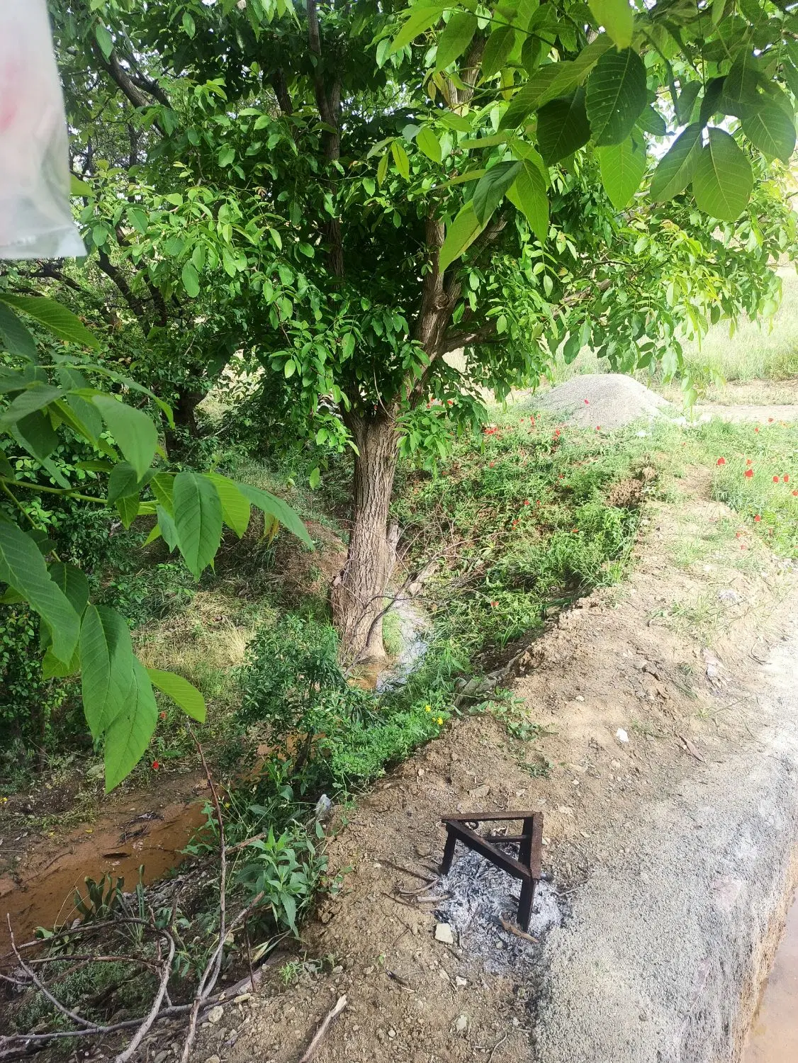 زمین کشاورزی شهر شویشه حدوداً ۵هکتار