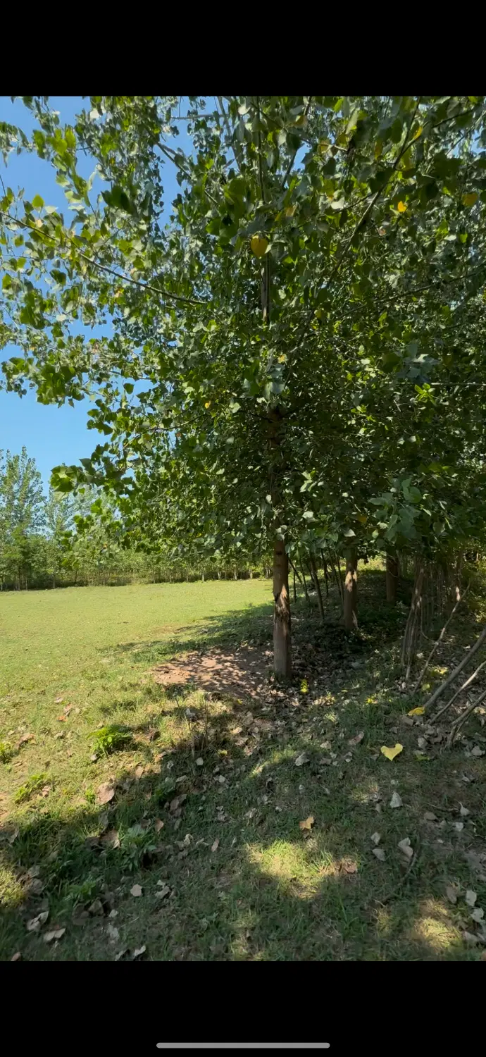 زمین طلایی