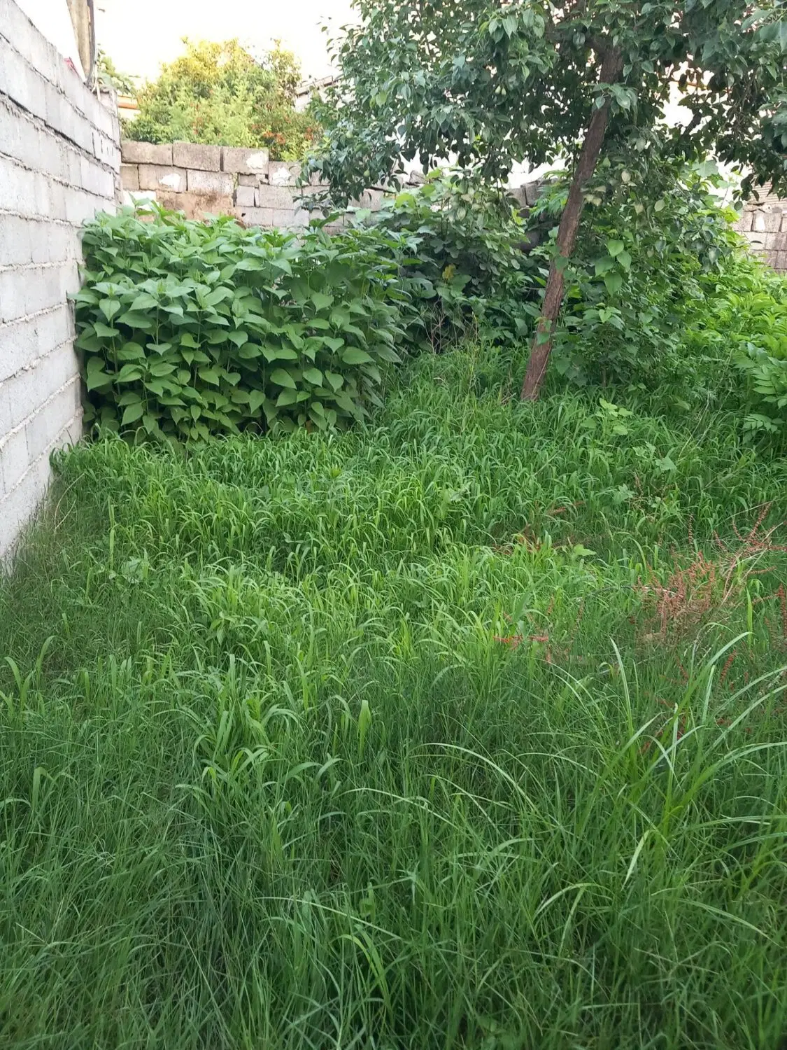 فروش زمین متراژ۱۷۵متر لنگرودسالکویه