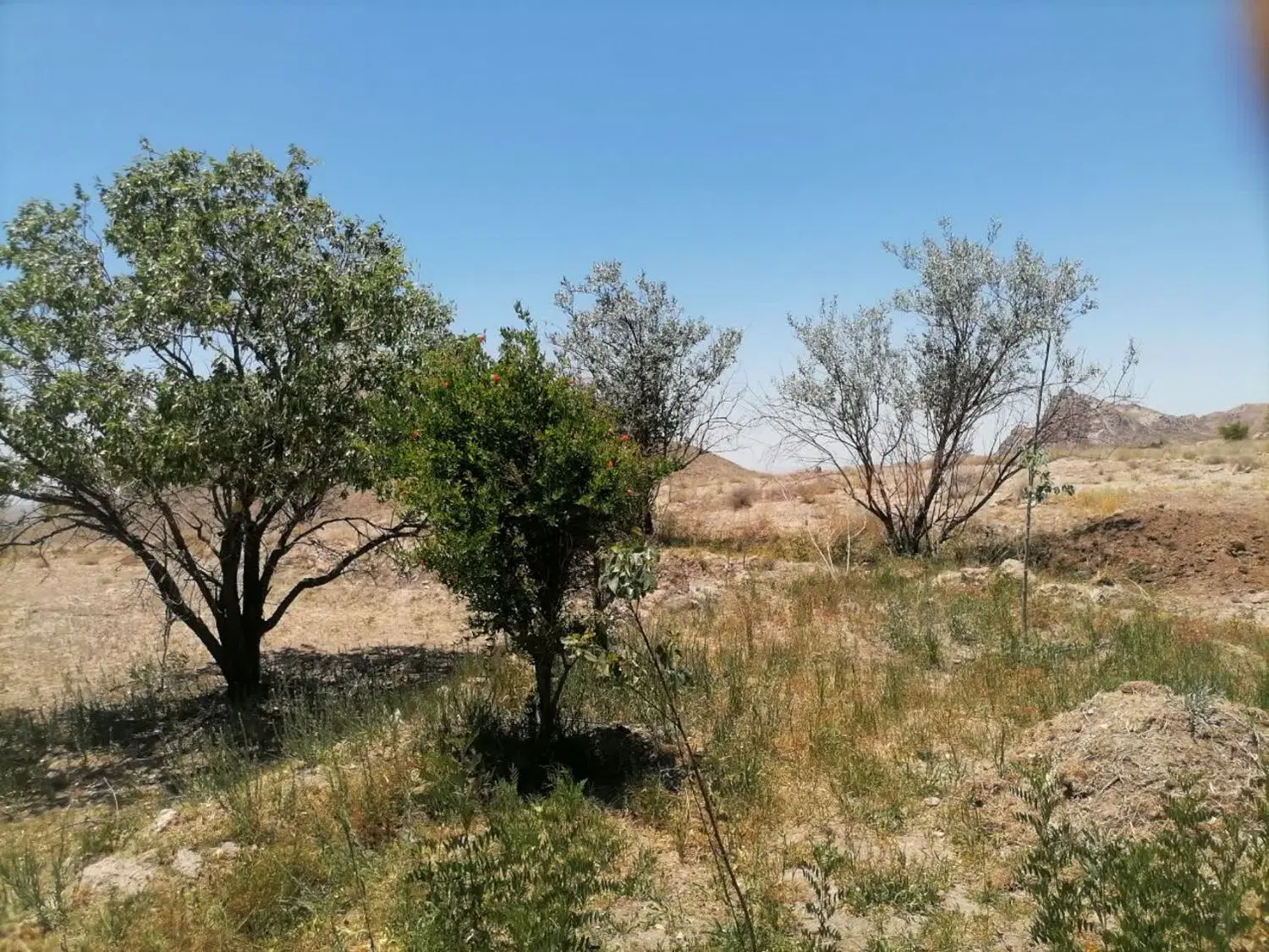 باغ فروشی روستای توران پشت تفت